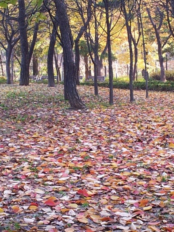 thumb-740615502_sn0fkwMe_20121109_151804_600x800.jpg